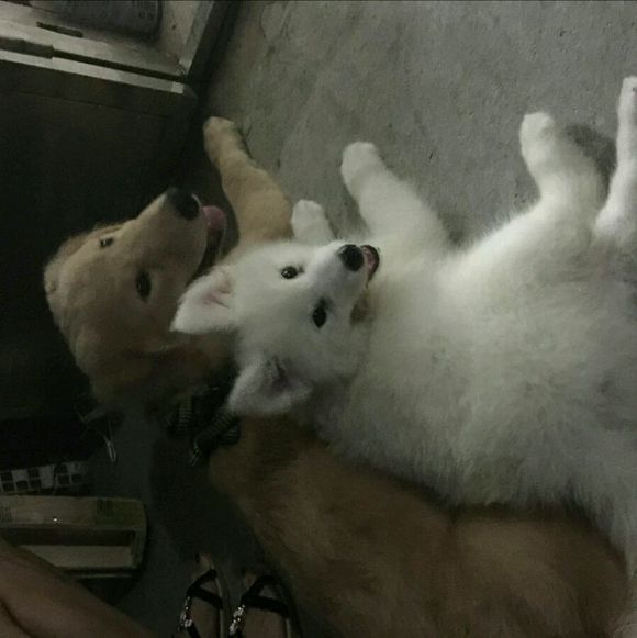 刚到家的萨摩耶活泼正常嘛,萨摩耶无精打采拉稀还不吃东西