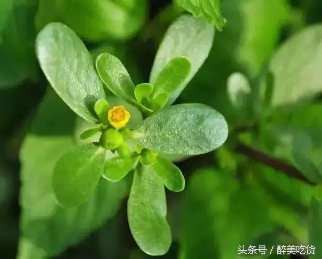 马齿苋可以天天吃吗有副作用吗,马齿苋吃多了有什么副作用没有