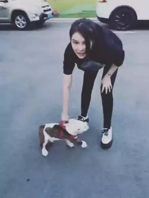 本山大叔赵本山,本山大叔和一猫一狗