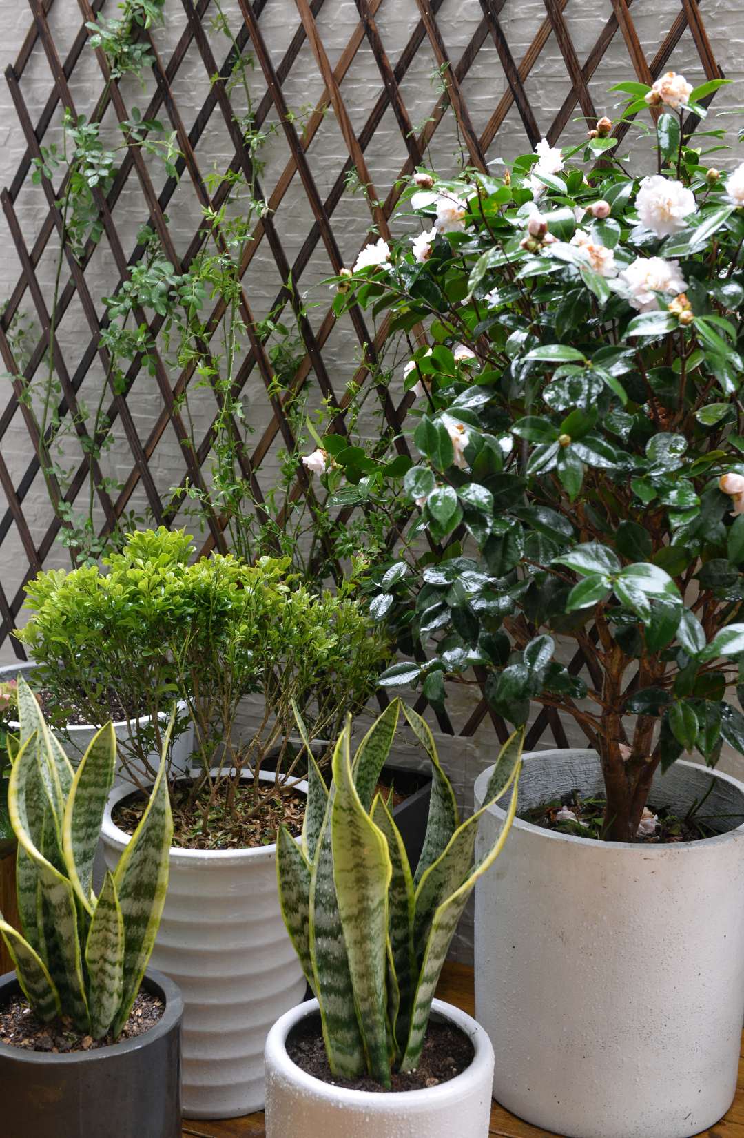 谁说装修非要北欧风工业水泥墙面引来迷妹一堆大爱北非风的卫浴间