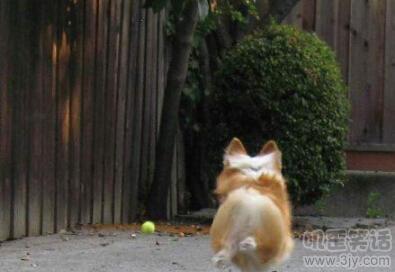 之前买的病猪被偷了,10头猪被偷了6头还剩四头