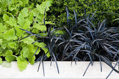 苗木宝,苗木宝贝