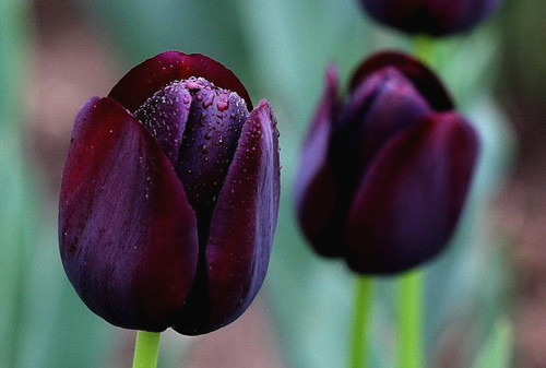 苗木宝,苗木宝贝