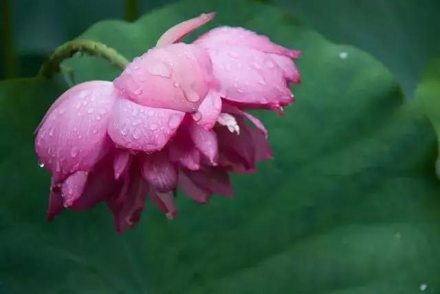 金华十大赏花景点排名,金华荷花景点大全