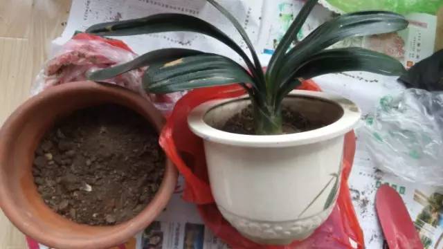 君子兰换盆移栽的正确方法,君子兰怎么换盆移栽