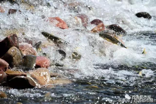 湟鱼洄游现生命的力量,青海湖湟鱼迎来洄游产卵高峰期