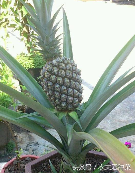 盆栽菠萝怎么让它结果更大,为什么盆栽菠萝懒人长得更旺