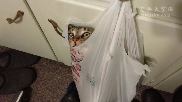 当猫碰到猫薄荷搞笑视频,猫咪遇到猫薄荷