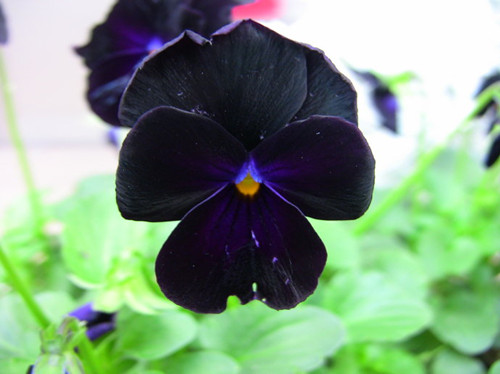 苗木宝,苗木宝贝