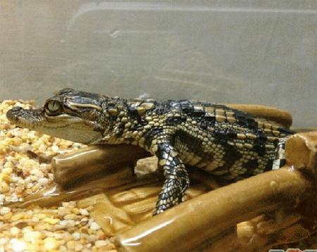 宠物鳄鱼跟什么一起养,养一只鳄鱼当宠物