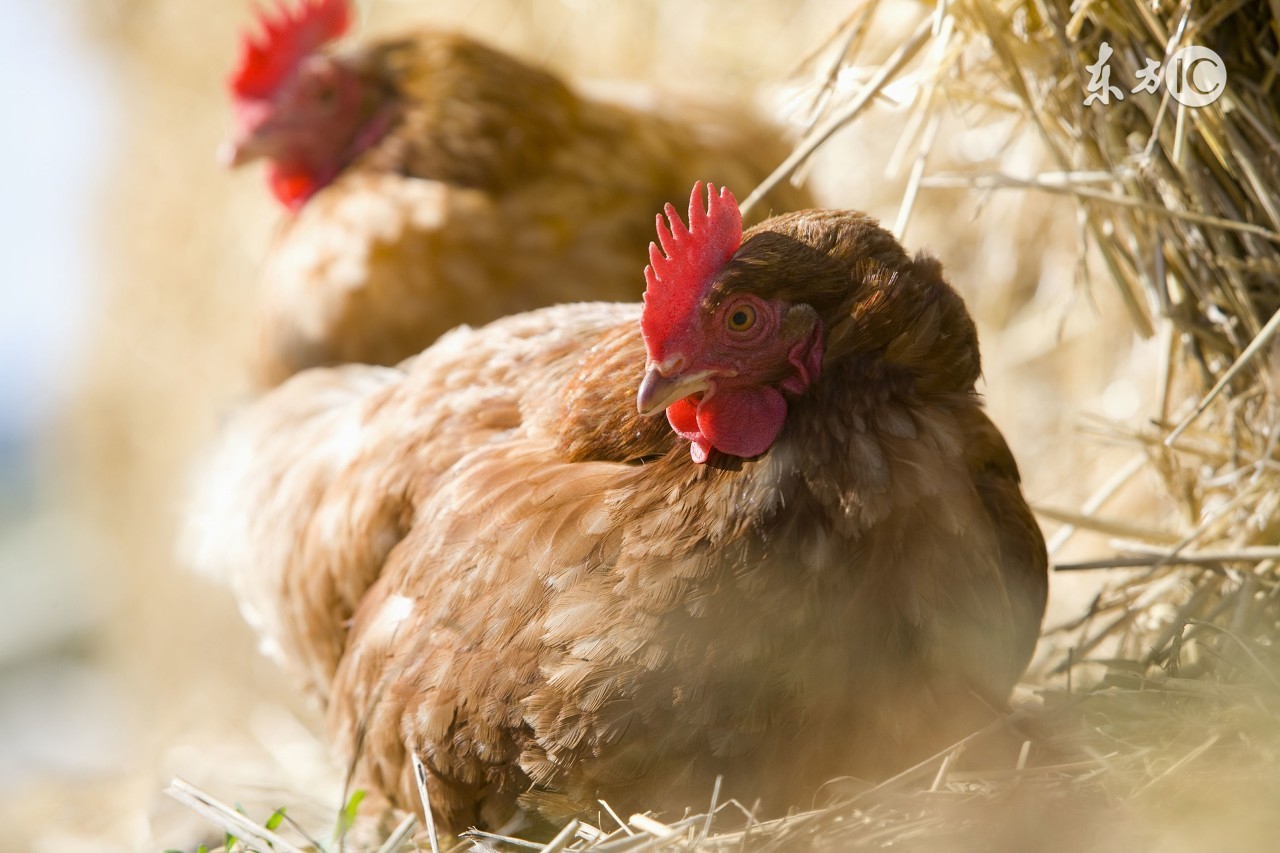 鸡肥了有蛋下不出怎么办,鸡太肥不下蛋怎么处理