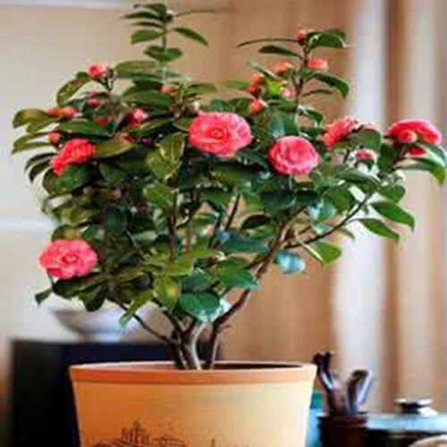 这些花不仅好看还可以做药材？一物多用，第8个还可以治高血压！