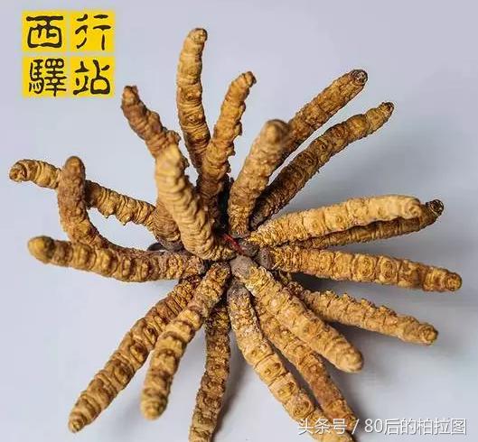 冬虫夏草凭什么这么贵？小编为你解读虫草的故事