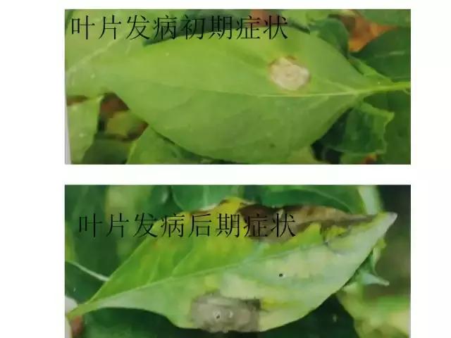 辣椒卷叶病虫害图谱及防治方案,辣椒病虫害大全