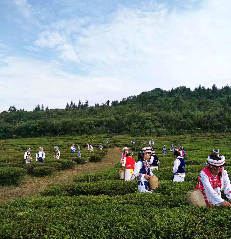 湘西采茶姑娘图片,湘西妹子采茶视频