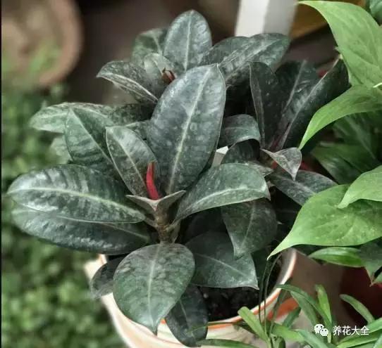 能驱虫的花,什么花养在家里可以净化空气