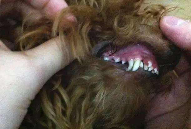 狗狗牙齿健康小知识分享,狗狗双排牙吃什么食物好