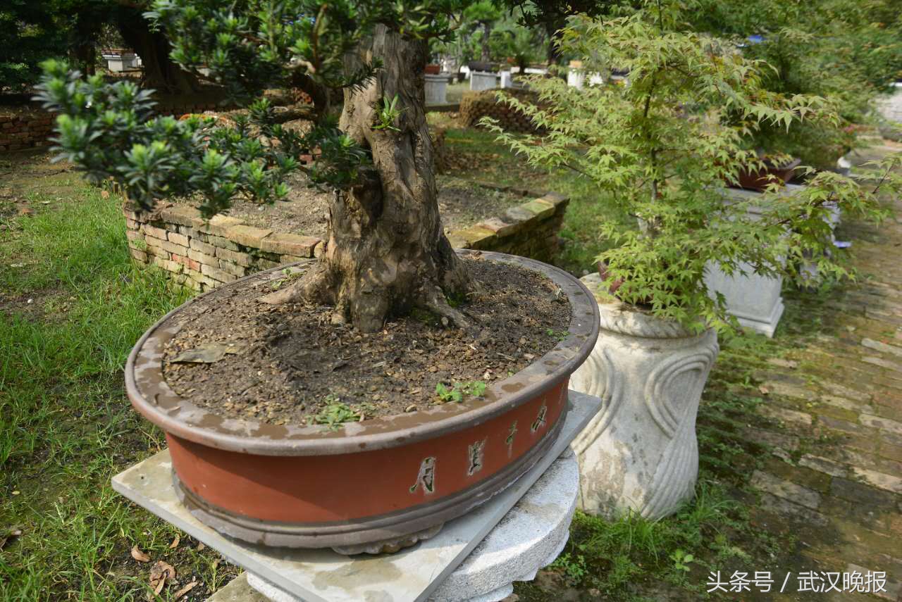 臭气熏天!汉口一家盆景园里用大粪施肥臭得附近居民不敢开窗