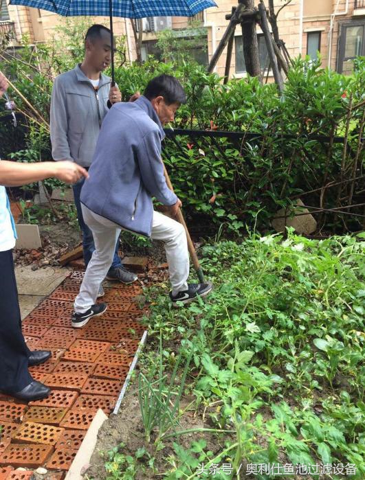 简单实用小庭院鱼池,庭院鱼池改造设计图片