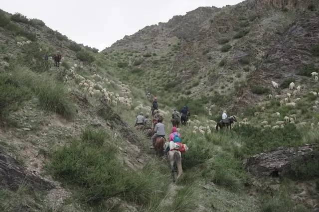 九零后牧羊人,新疆年轻牧羊人