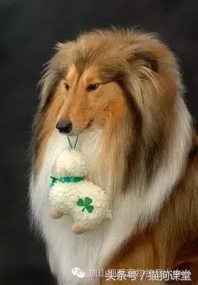 犬种介绍,犬种介绍柯基