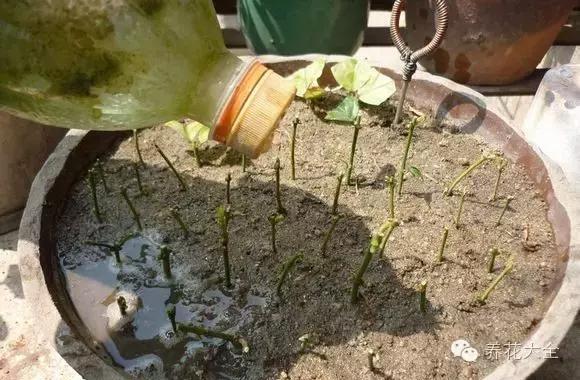 什么花驱虫又香,什么花驱虫又不伤人