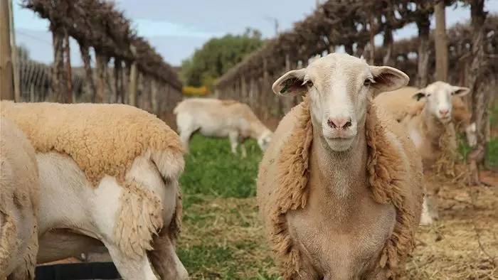 羊儿们爱啃葡萄怎么办？当然是选择毒它啦！