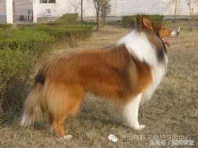 犬种介绍,犬种介绍柯基