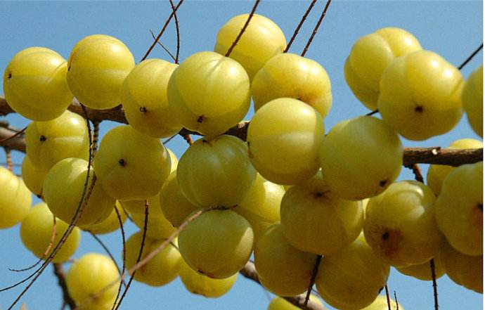 水果致富骗局揭秘新闻,水果致富的骗局