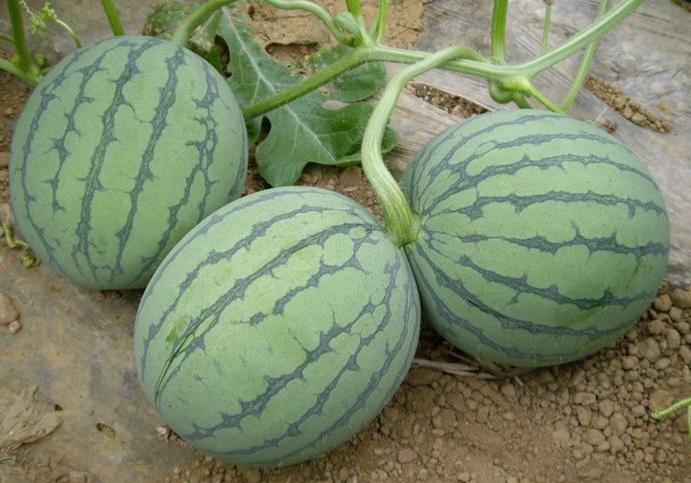 中国十大西瓜产地一览表,中国比较有名的西瓜