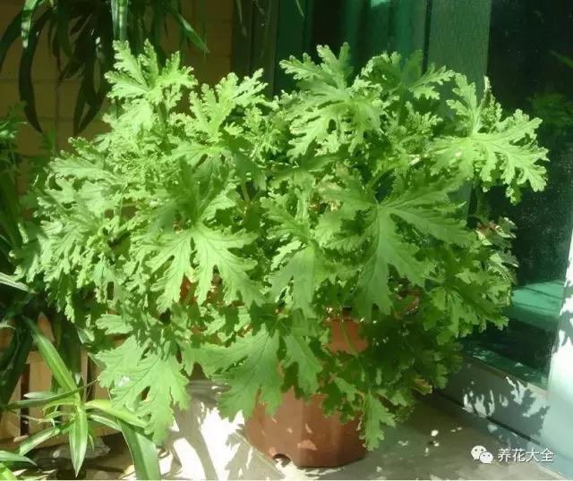 能驱虫的花,什么花养在家里可以净化空气