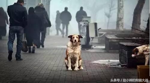 如果你心爱的狗狗丢了怎么办,最爱的狗狗丢了怎么放下