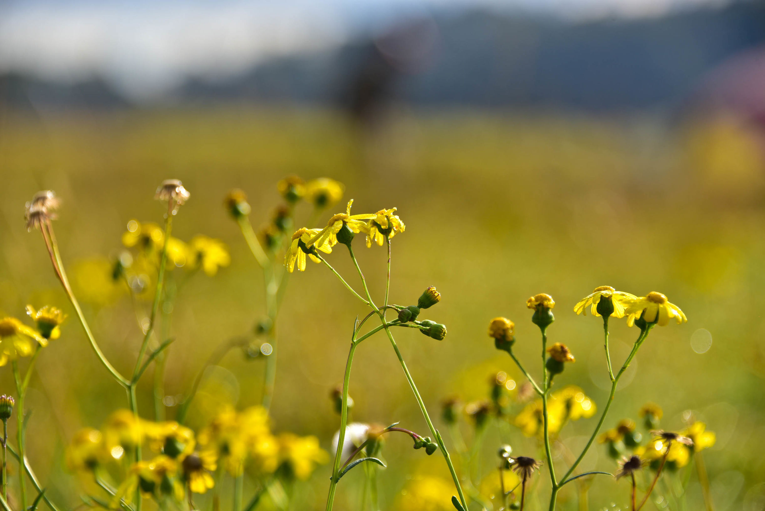 猎人谷热气球,悉尼猎人谷热气球攻略