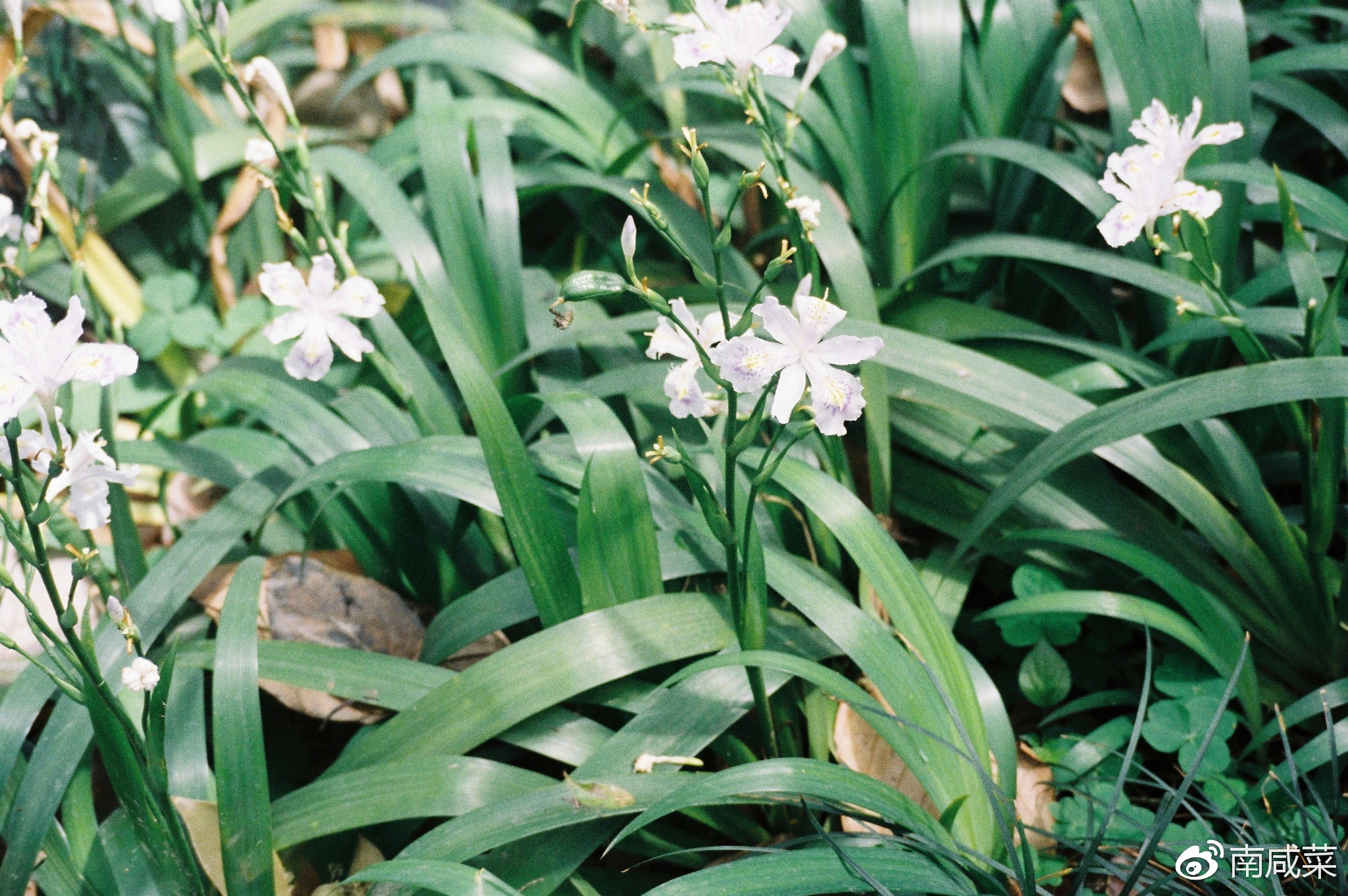 理光r1s胶片相机,理光yf-11s胶片相机