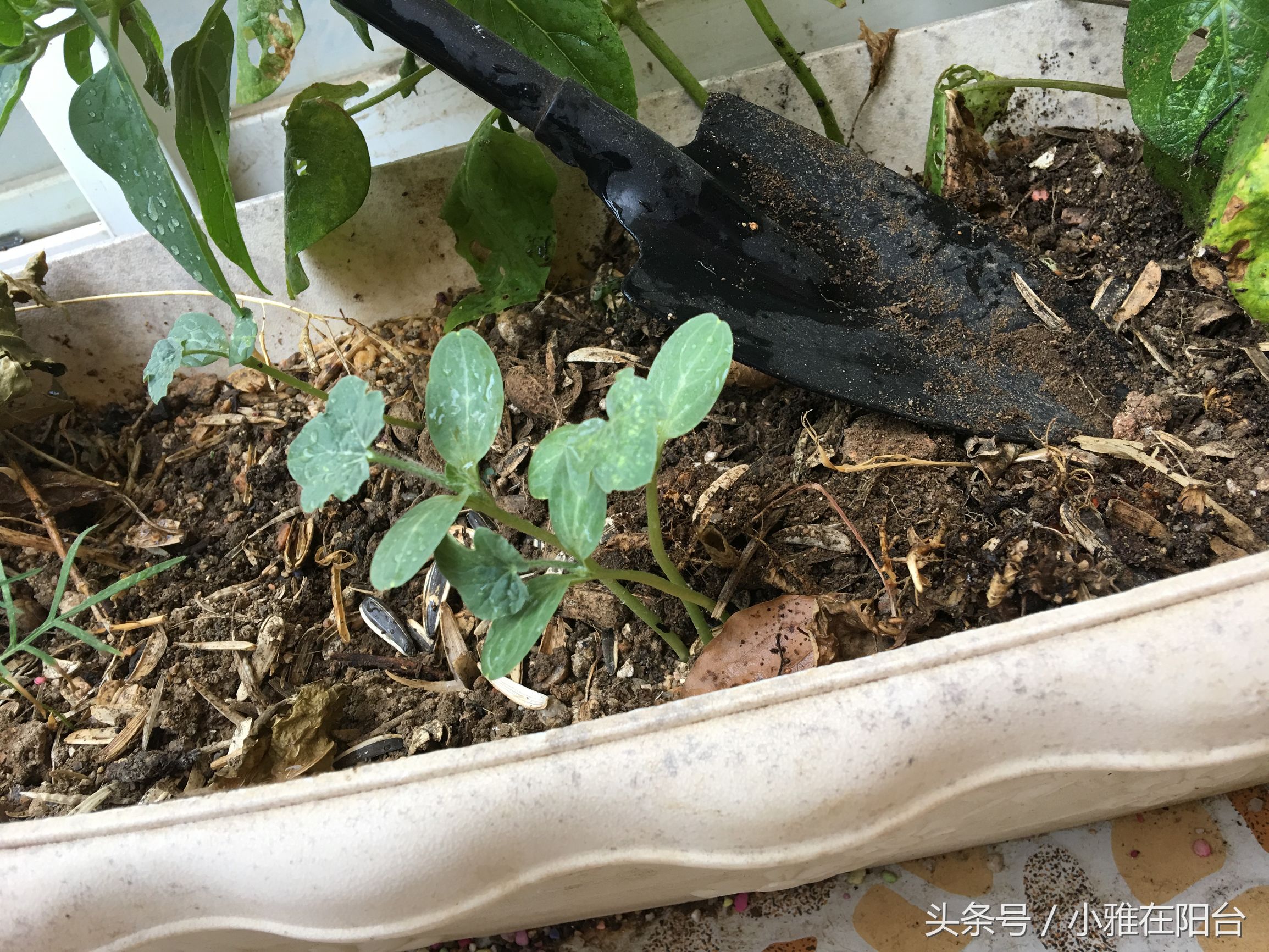 怎么用树叶沤制养花的肥土,一个养花的好方法特别简单