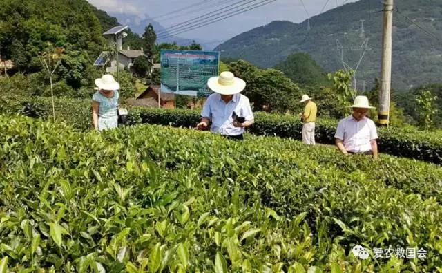 夏茶怎么才能做得好喝,夏茶的正确冲泡方法