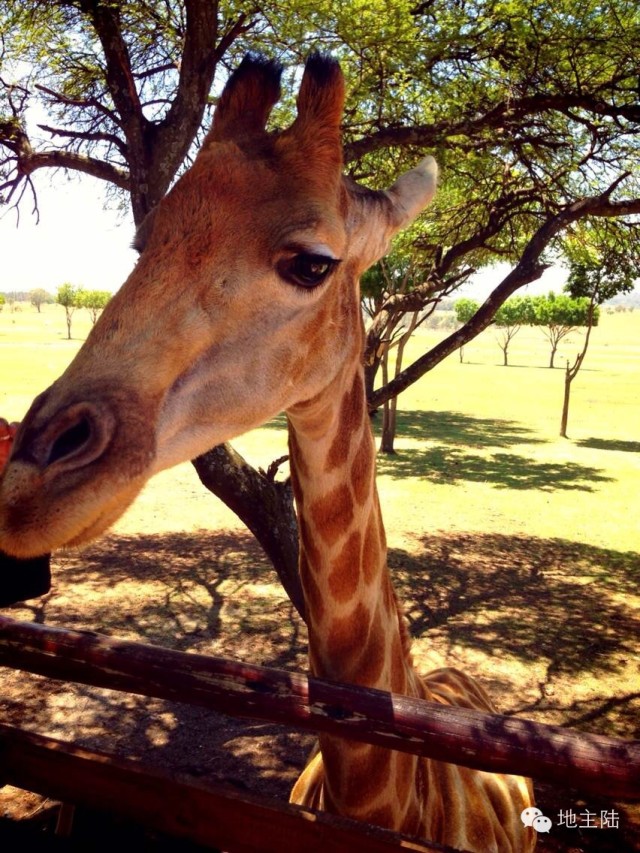 南非旅游照片,从南非回国的人