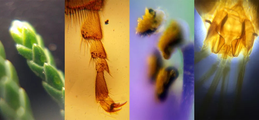 一个小小的贴片镜头瞬间让iphone手机拥有微距功能