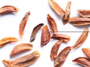 中药连翘的用途,中药知识必学牡蛎