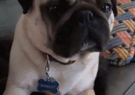 魔性的八哥,有超能力的巴哥