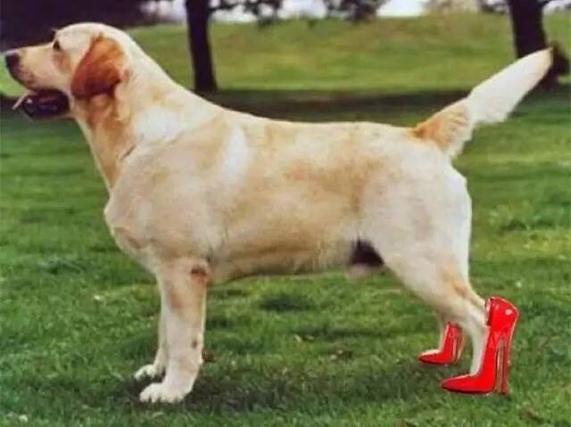 挑战全世界最高的高跟鞋,有史以来最高的高跟鞋