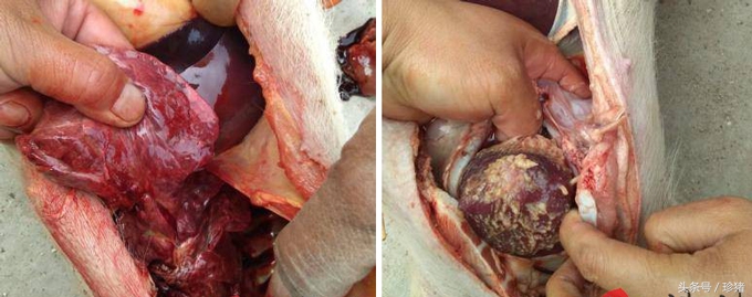 如何鉴别猪副嗜血杆菌病,育肥副猪嗜血杆菌的症状与治疗