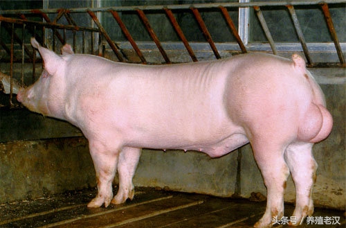 猪人工授精:你真的会查情吗?如何有效的查情?