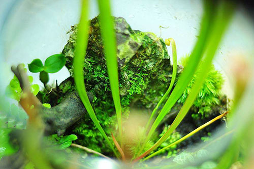 草缸放了绿萝,家居草缸