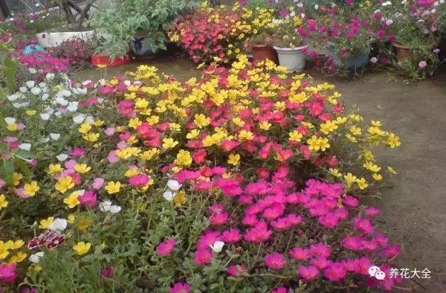 夏季发财树一般多少天浇水一次 (夏季多肉晴天浇水还是雨天浇水)