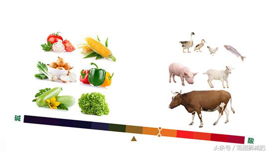 易胖体质的5个方法,对于易胖体质该怎么调理