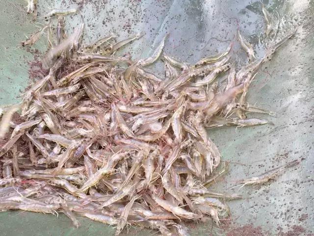 “李逵”遇李鬼,李逵遇李鬼的视频