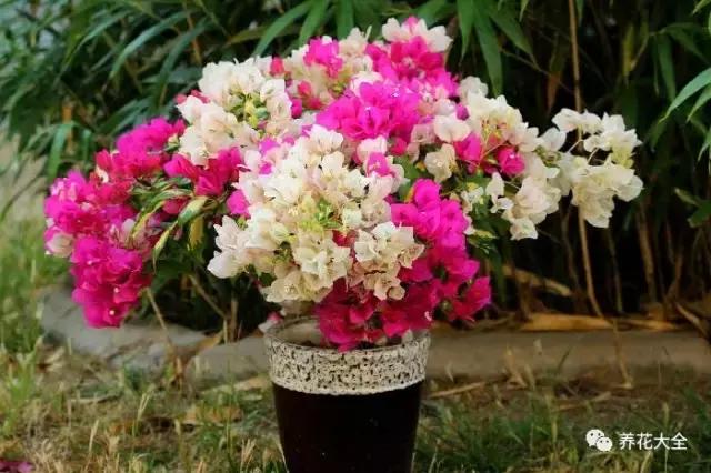 夏季发财树一般多少天浇水一次 (夏季多肉晴天浇水还是雨天浇水)