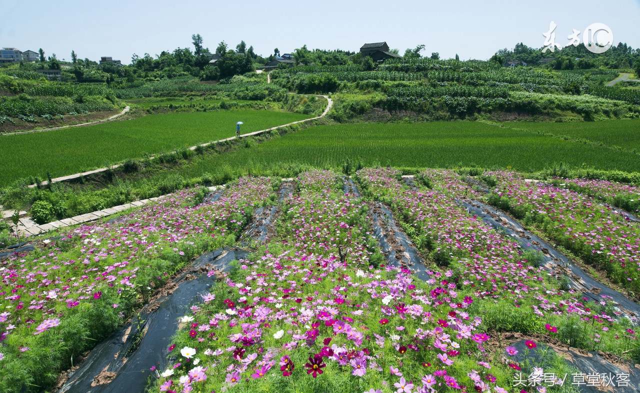 我心中的墨绿｜原创作文