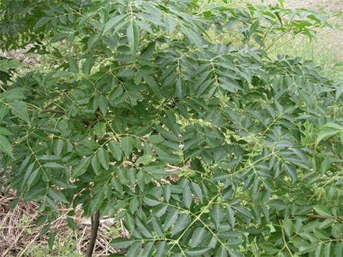 楝木皮有什么功效,楝木的功效